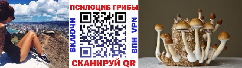 Галлюциногенные грибы Cubensis  Красный Сулин 